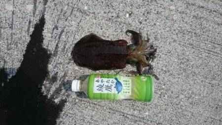 朝まずめ狙いでアオリイカ