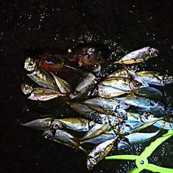 メバル、始まりました！