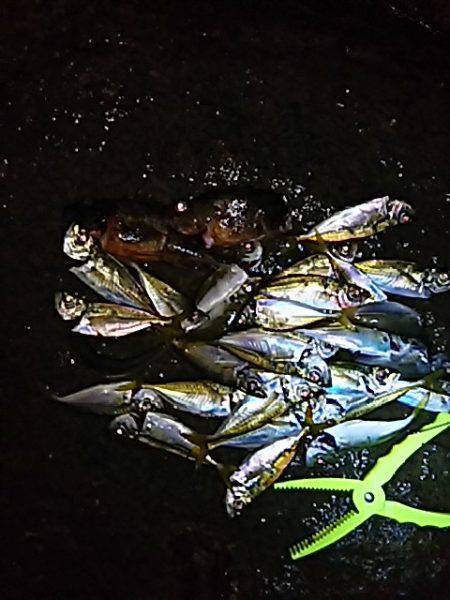 メバル、始まりました！