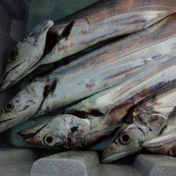 今シーズン初のドラゴン！