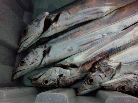 今シーズン初のドラゴン！