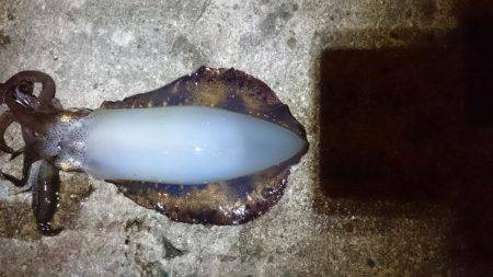 少ないようです。