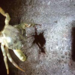 成長してますな。