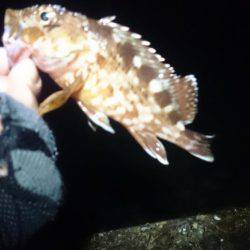 大潮に釣れない。