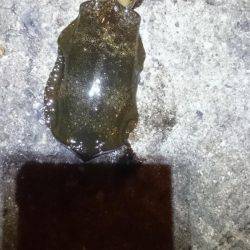 やっぱオモロイ。