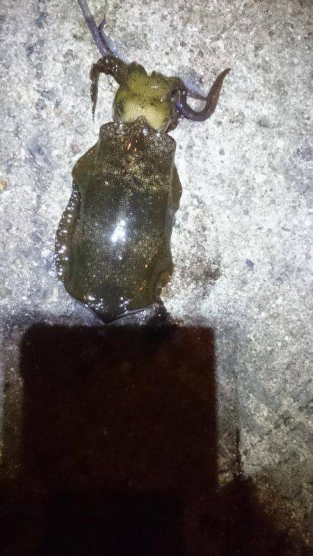 やっぱオモロイ。