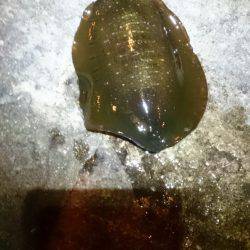 ネバリとガンバリ