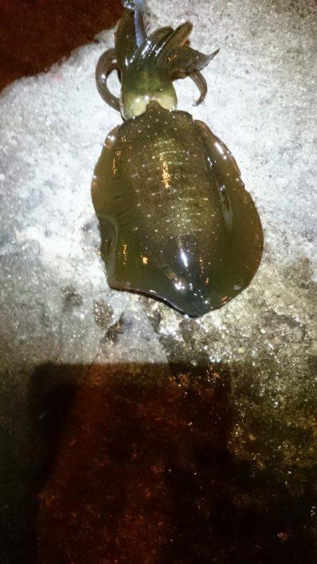 ネバリとガンバリ