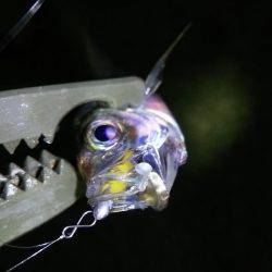 アオリ!タチウオ!アジ!秋のターゲットを捕獲!