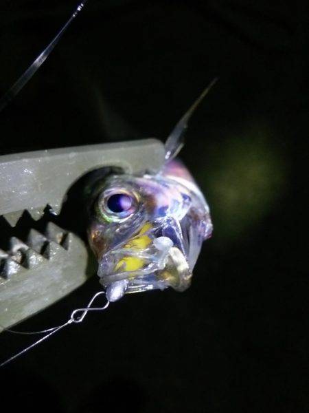 アオリ!タチウオ!アジ!秋のターゲットを捕獲!