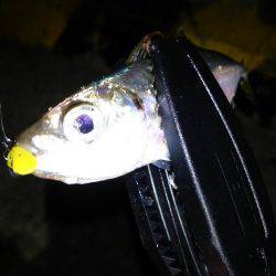 タチウオ連打!アジング爆釣!