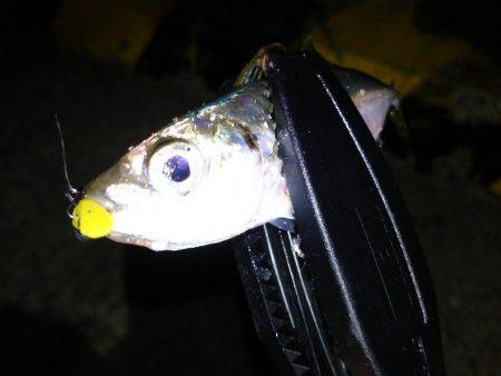 タチウオ連打!アジング爆釣!