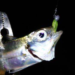 1時間で2ケタ!数釣りアジング!