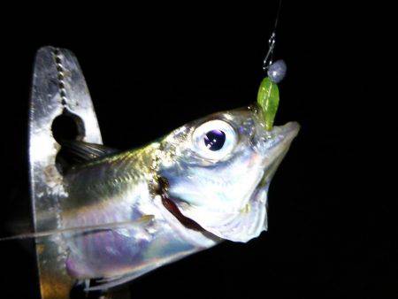 1時間で2ケタ!数釣りアジング!