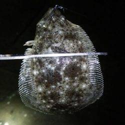 明石のアジングは…？