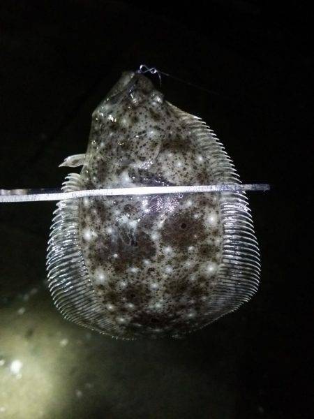 明石のアジングは…？