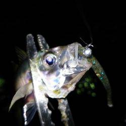 アジング数釣り絶好調!