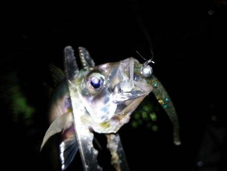 アジング数釣り絶好調!