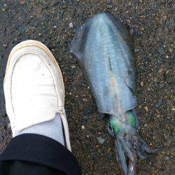 サゴシング&エギング