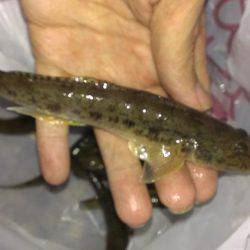 武庫川も淀川も