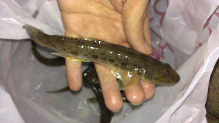 武庫川も淀川も