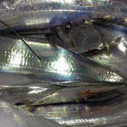 太刀？脇差だな