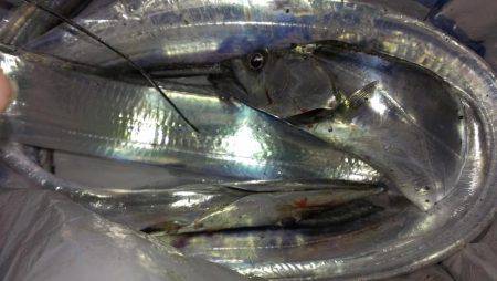 太刀？脇差だな