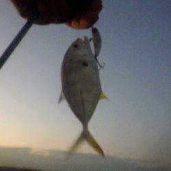 晩飯前のメッキ調査