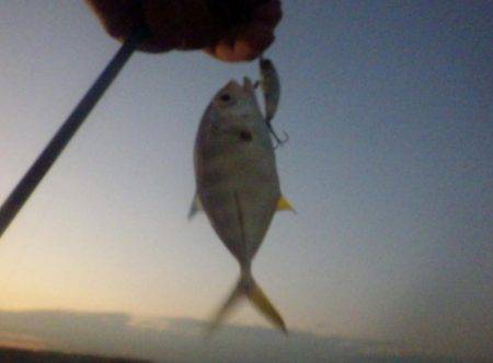 晩飯前のメッキ調査