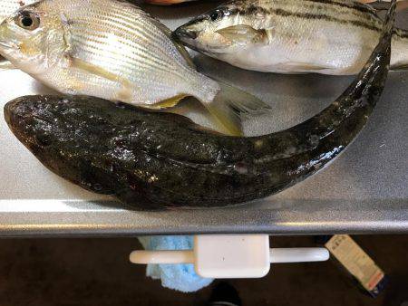 釣果も気温も寒い