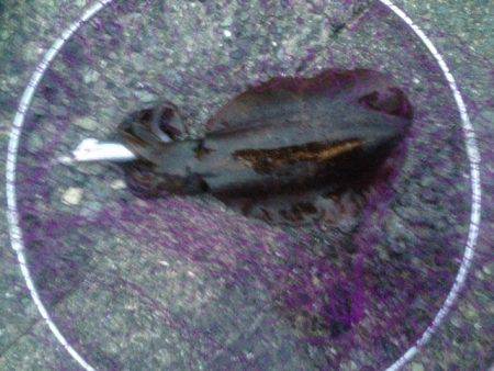 アオリイカ、キロオーバー