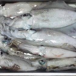 タチウオ釣りの隣にて