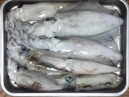 タチウオ釣りの隣にて