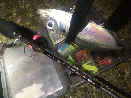 釣れるかな〜❓