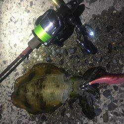 午前零時からの釣果です(^o^)