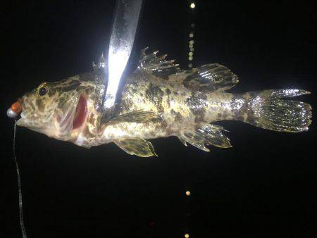 深夜からのアジング❗️