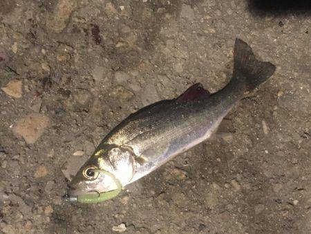 爆風アジング❗️