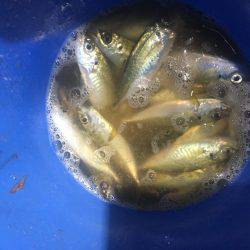 Can\’t stop 鯵ング❗️