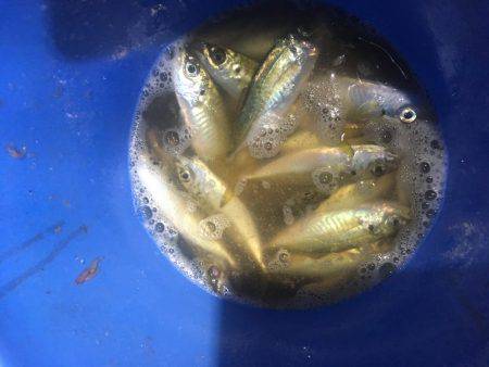 Can\’t stop 鯵ング❗️