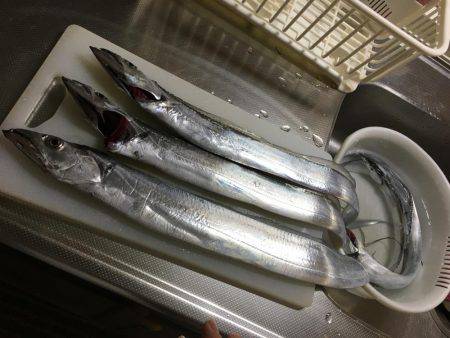 朝まずめ☆太刀魚