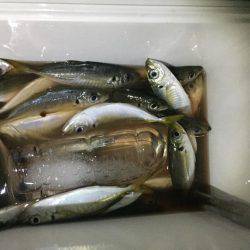 アジング好調キープ！