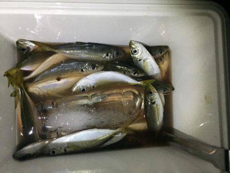 アジング好調キープ！