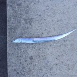 シーバス高活性！