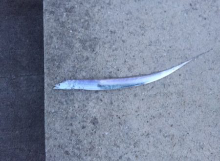 シーバス高活性！