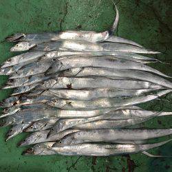 タチウオ爆釣！