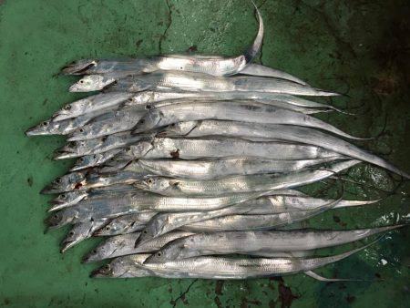 タチウオ爆釣！