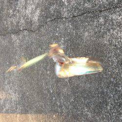 夕まづめショアジギング