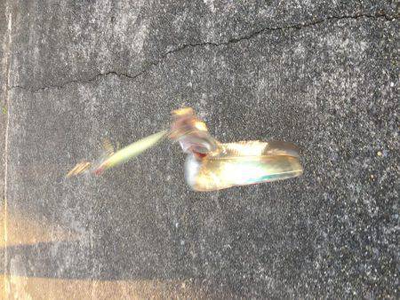 夕まづめショアジギング