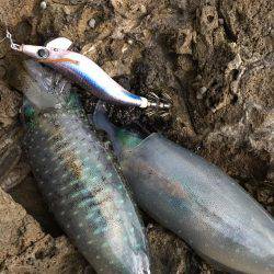 丹後半島夕マズメ釣行