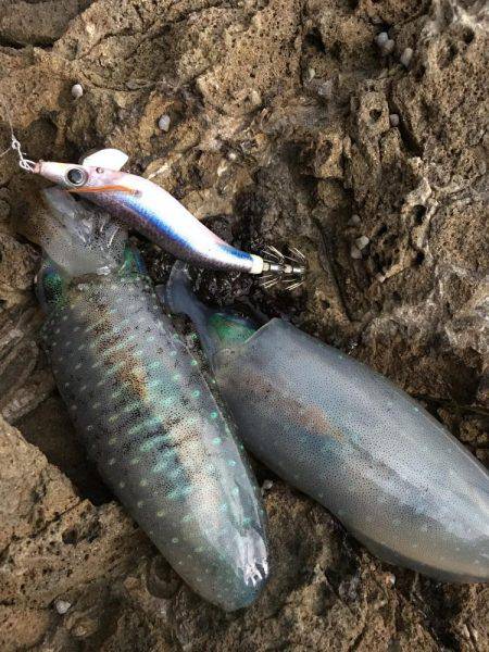 丹後半島夕マズメ釣行